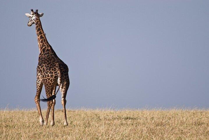 Top Best 5 Days Tanzania Luxury Safari to Serengeti