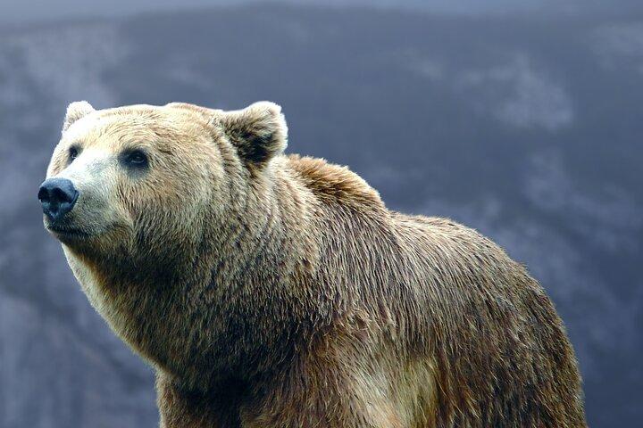 Bears Sanctuary, Dracula's Castle, Brasov Day Trip Private Tour from Bucharest