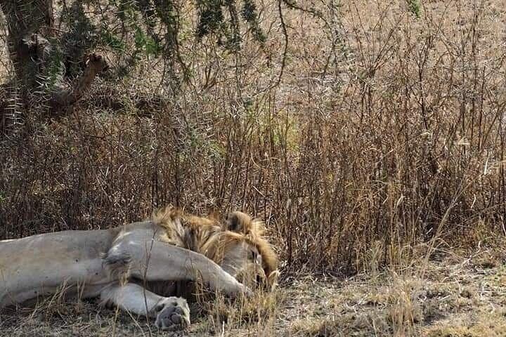 7 Days Tour Northern Tanzania Safari: