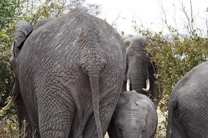 7 Days Tour Northern Tanzania Safari:
