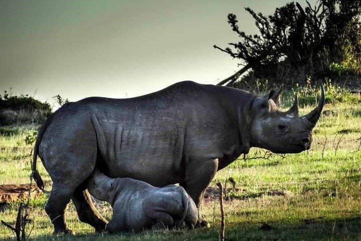 7 Days Tour Northern Tanzania Safari: