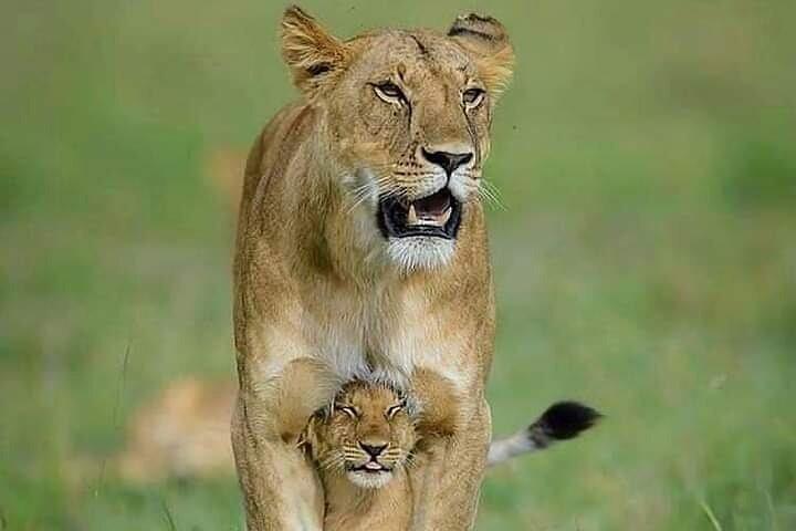 7 Days Tour Northern Tanzania Safari: