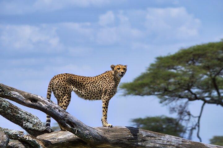 7-Day Private Tanzania Safari with Sunset Walking on the Crater Rim and Maasai
