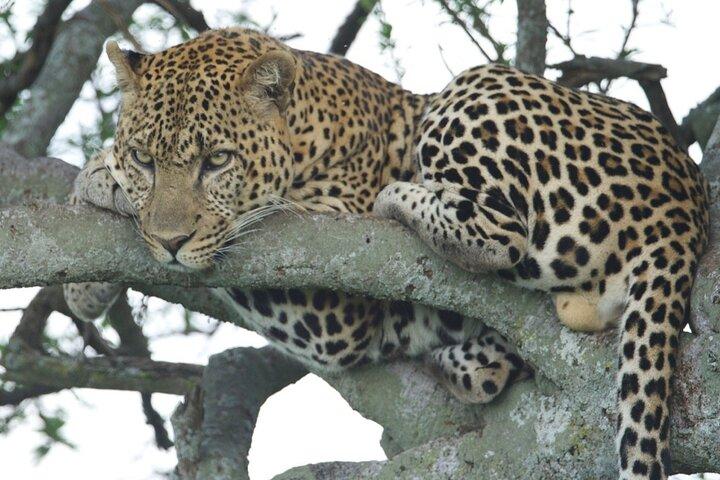 10 Days Private Honeymoon Kenya Safari and Beach