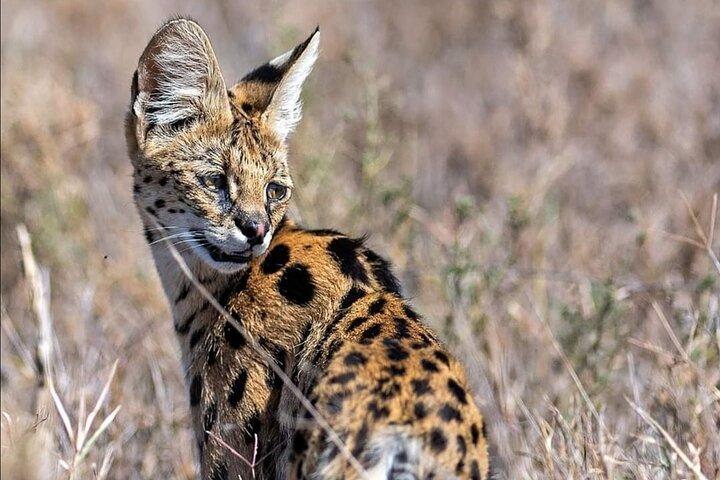 5 Day Camping Safari at Lake Manyara, Serengeti and Ngorongoro