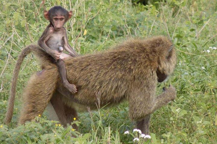 4 Day Safari in Serengeti, Ngorongoro and Tarangire National Park
