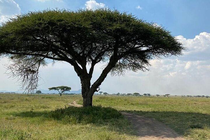 4 Day Safari in Serengeti, Ngorongoro and Tarangire National Park