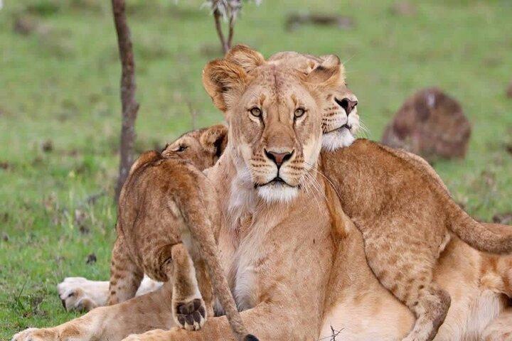 3 Days Tsavo East & West Safari from Diani Beach Mombasa