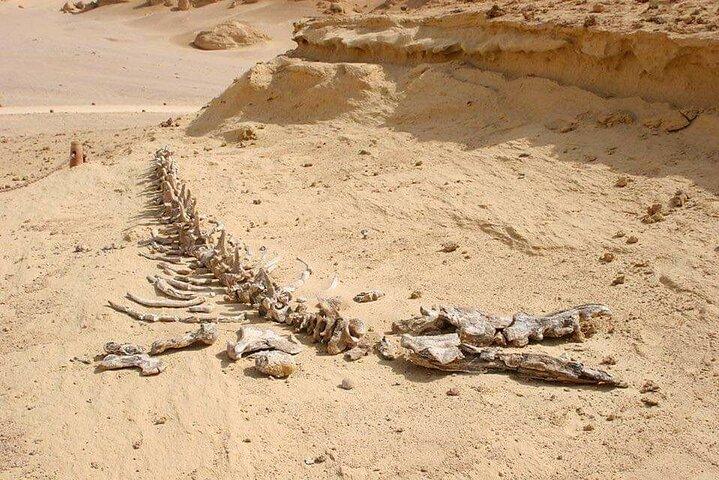 Day Tour to El Fayoum from Cairo