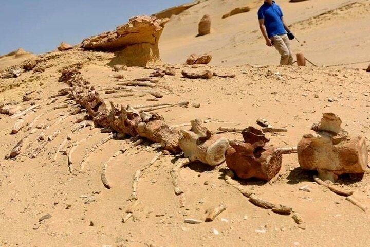 Day Tour to El Fayoum from Cairo