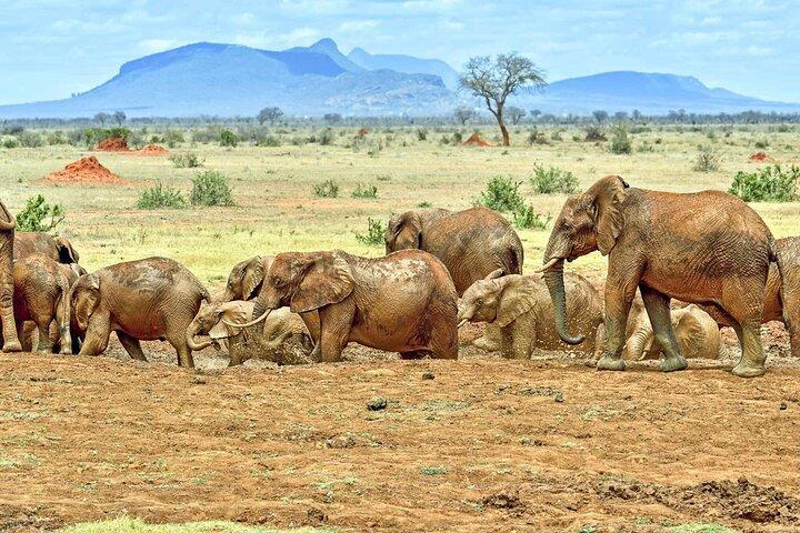 Full Day Private Tour of Tsavo East National Park from Mombasa
