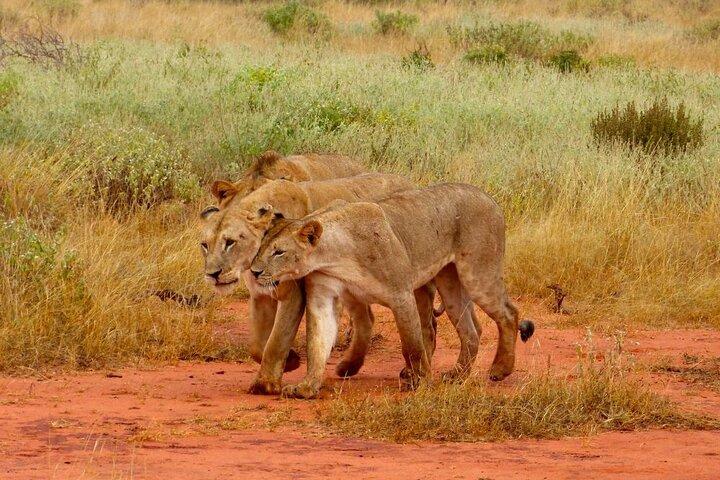Full Day Private Tour of Tsavo East National Park from Mombasa