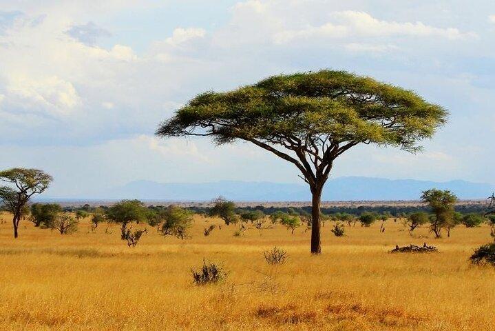 Full Day Private Tour of Tsavo East National Park from Mombasa