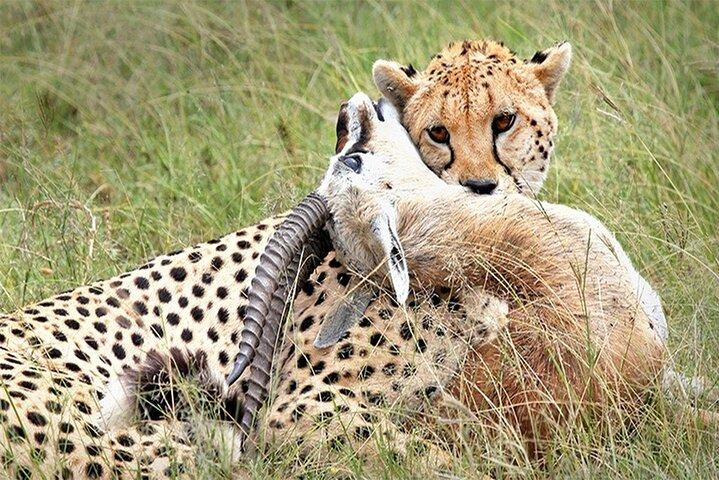 Full Day Private Tour of Tsavo East National Park from Mombasa