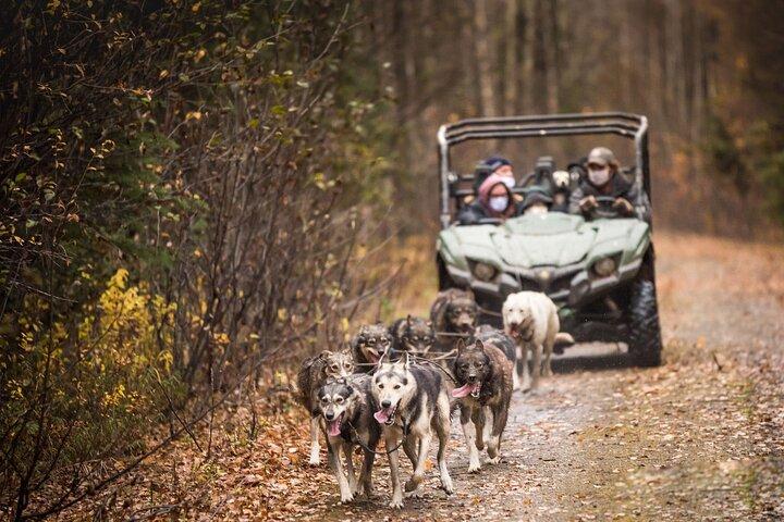 Private Fall Foliage Mushing Cart Ride in Fairbanks