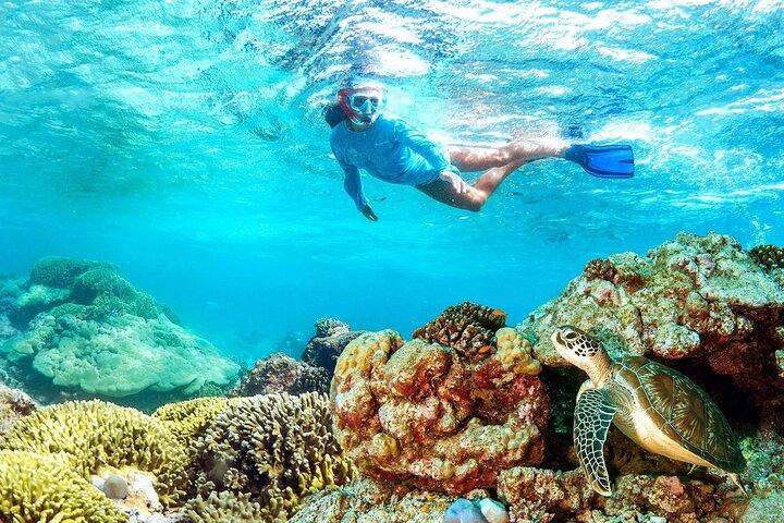 Half-day Snorkeling at Mnemba Coral Gardens
