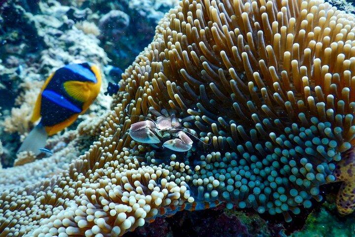 Half-day Snorkeling at Mnemba Coral Gardens