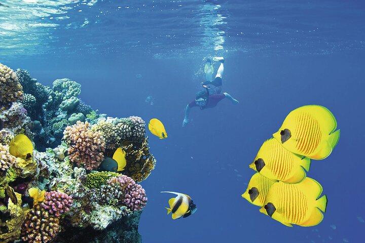 Half-day Snorkeling at Mnemba Coral Gardens