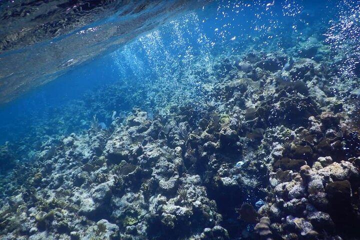 Private Chocolate & Rumfactory Tour Snorkeling CoralReef WestEnd