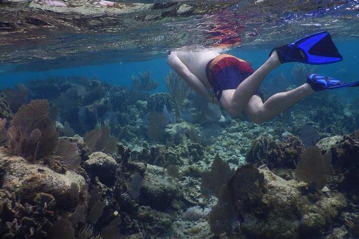 Private Chocolate & Rumfactory Tour Snorkeling CoralReef WestEnd