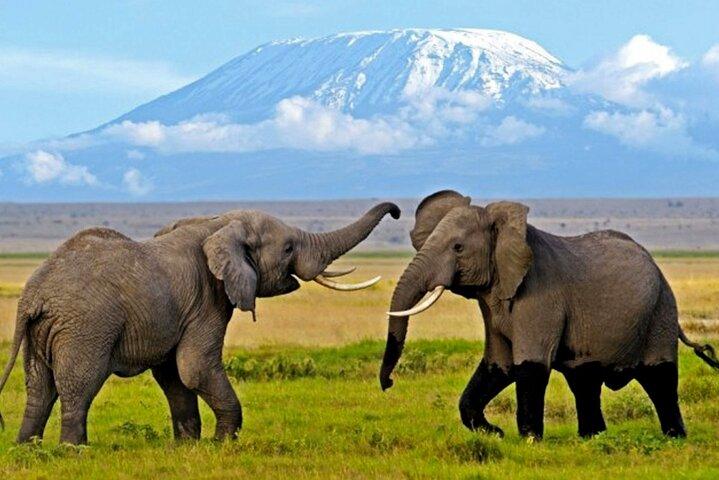 5 Day Amboseli & Tsavo West Safari