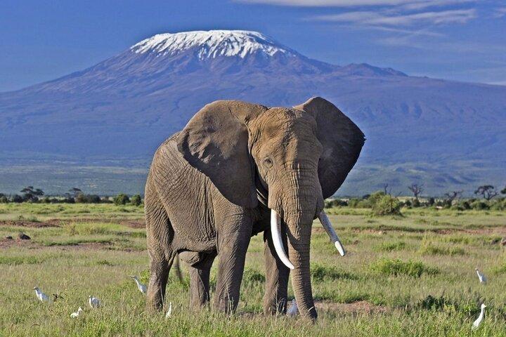 5 Day Amboseli & Tsavo West Safari