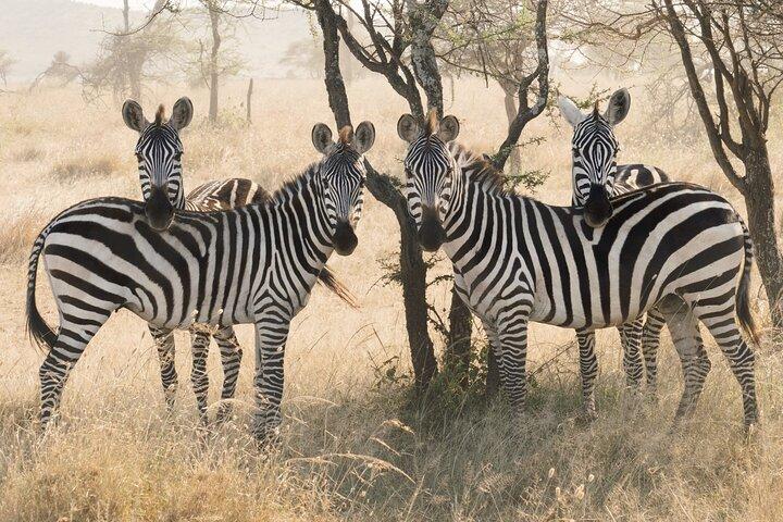Private 6-Day Tarangire Manyara Crater and Serengeti with Mid-Range Lodges