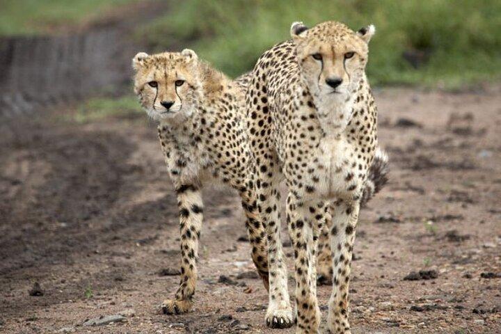 5 Day Safari in Tarangire, Serengeti and Ngorongoro Wonders