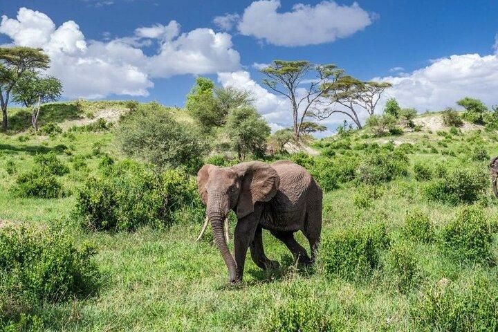 5 Day Safari in Tarangire, Serengeti and Ngorongoro Wonders