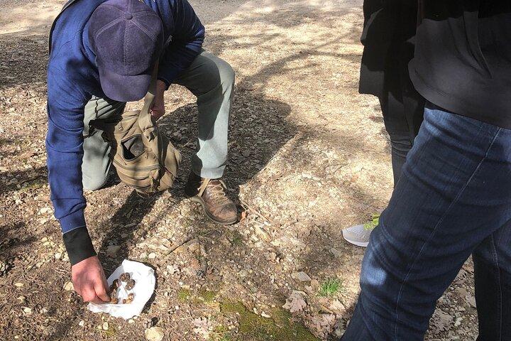 Private Truffle Hunt in Tuscany