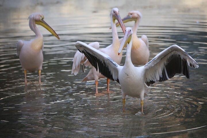 Private Tour to Alexandria Africano Safari Park from Cairo
