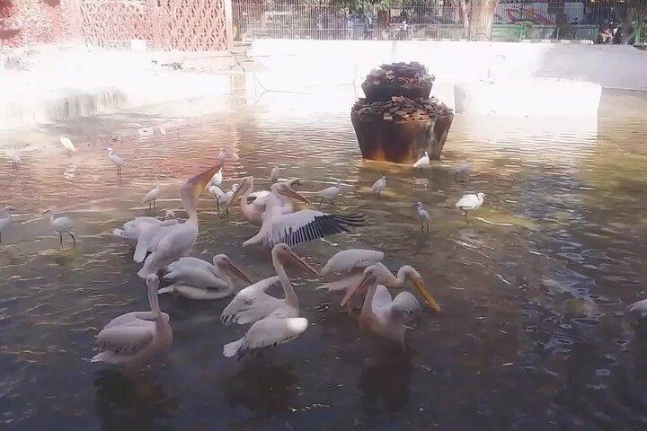 Private Half Day Tour To The Zoo In Giza