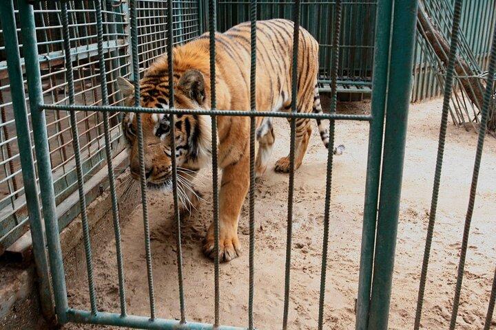 Private Half Day Tour To The Zoo In Giza