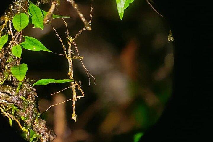 Nightwalk Monteverde by Pablos natural tour