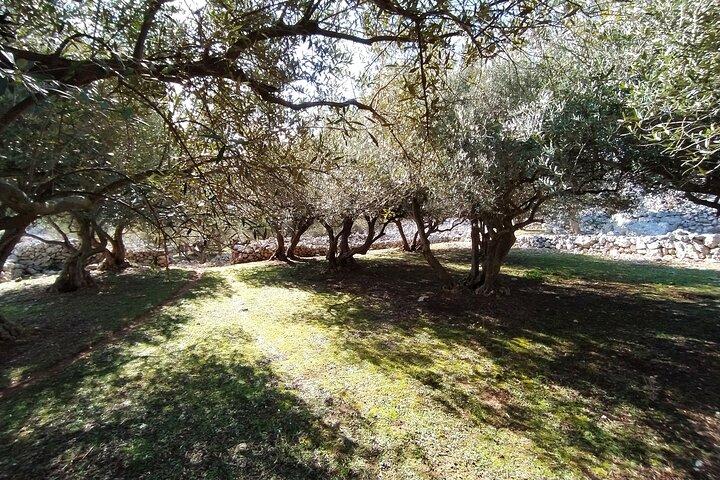 Small-Group Olive Oil Tour in Cres with Tasting