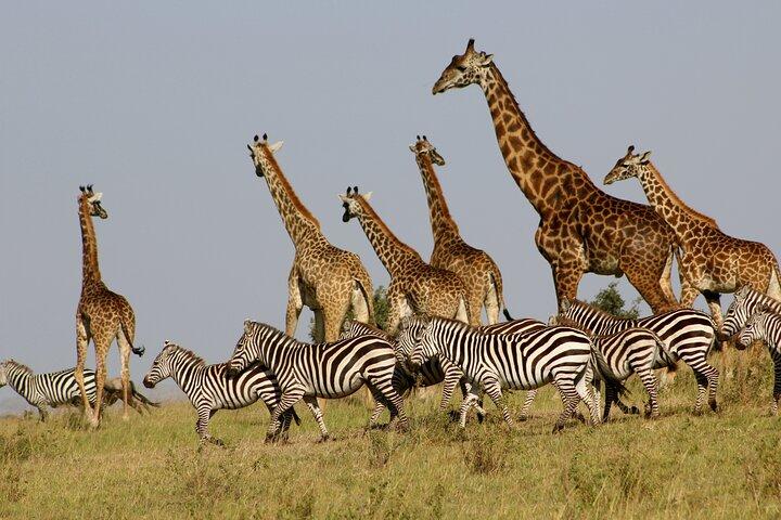 4 Day Safari- Tarangire,Ngorongoro and Serengeti