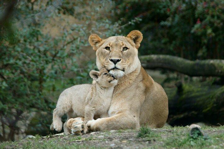 4 Day Safari- Tarangire,Ngorongoro and Serengeti