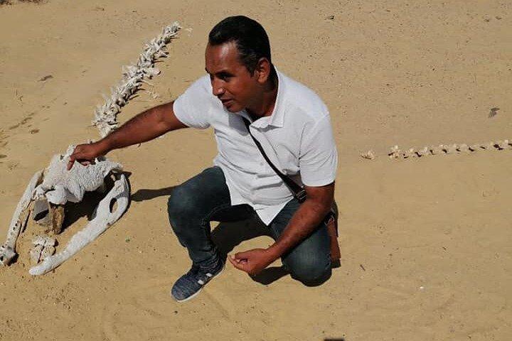 Valley of Whales and Wadi El Rayan Water Falls Private Tour