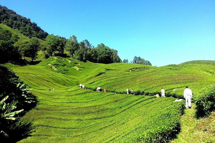 2-Nights Cameron Highlands Discovery from Penang to Kuala Lumpur