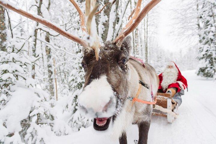 Santa's Premium: Reindeer, Husky, Buffet, Photo, Hotel Transfer