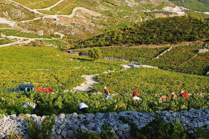 Oysters & Wine Tour From Dubrovnik (Small Group)