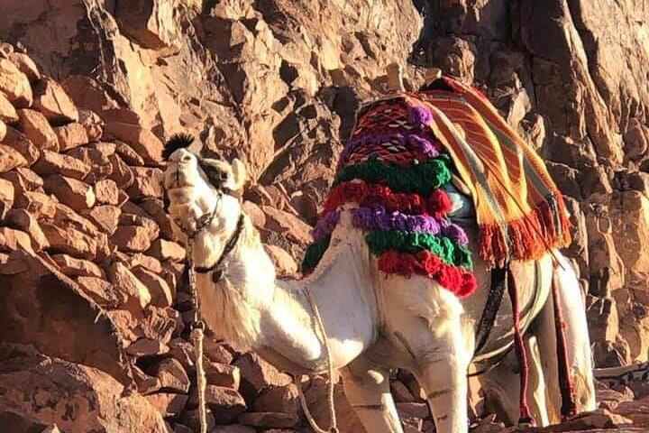 2-Day St Catherine and Moses Mountain Tour from Cairo