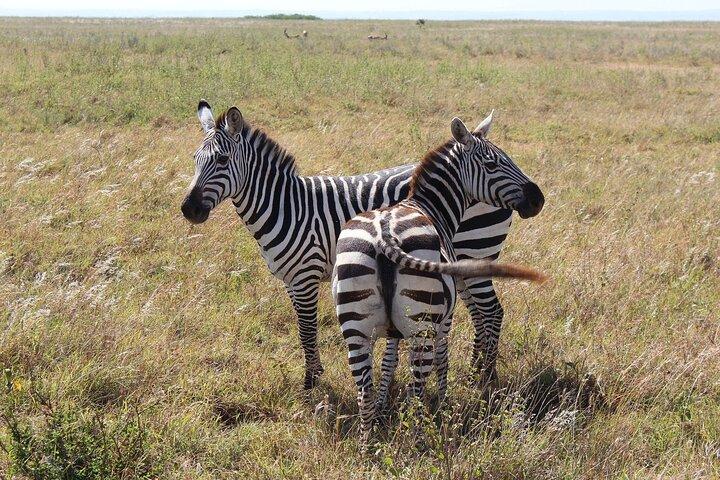 Private Mini Safari Tour in Nairobi National Park