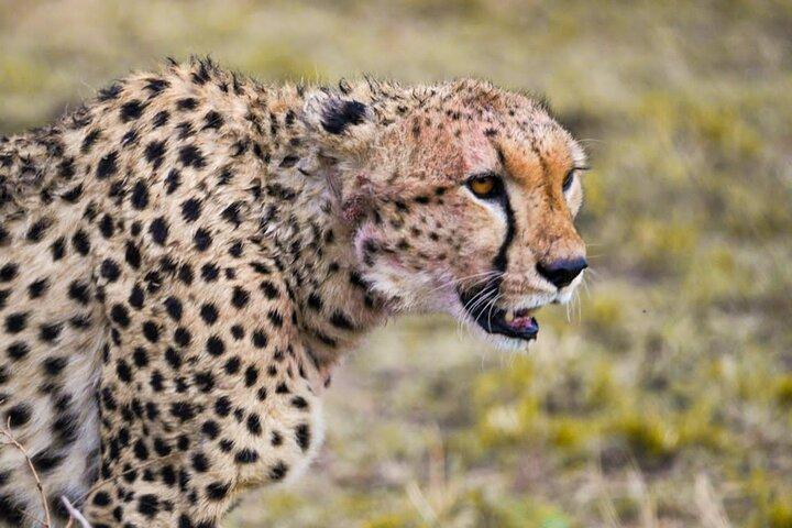 7 Days: Wildebeests migration calving Southern Serengeti