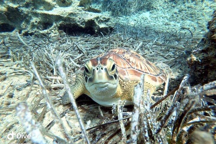 Try a Scuba Diving Experience