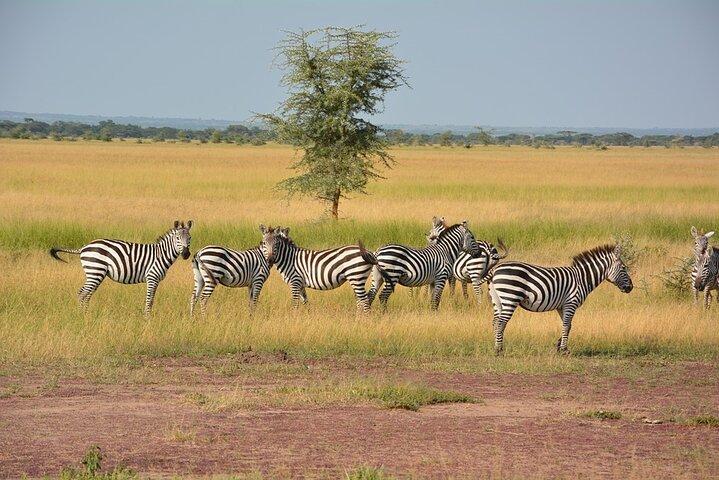6-Day Unforgettable Tour in Tanzania