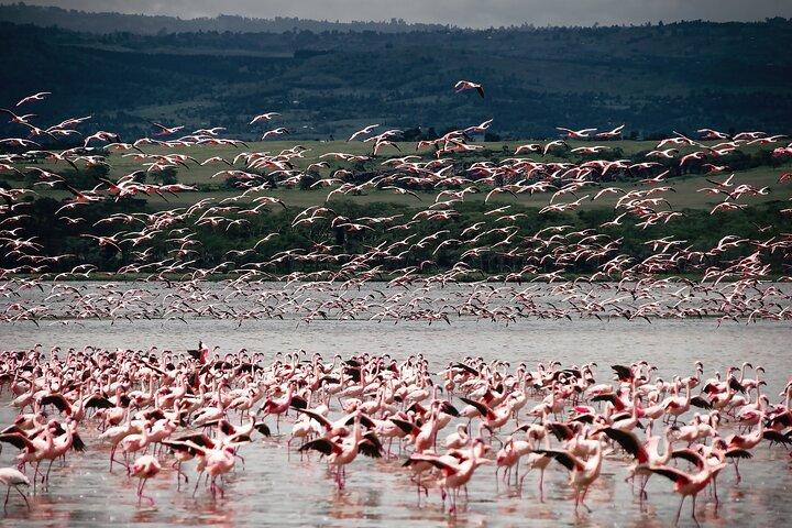 Private 7 Days Kenya Safari Amboseli, Naivasha, Nakuru, Mara