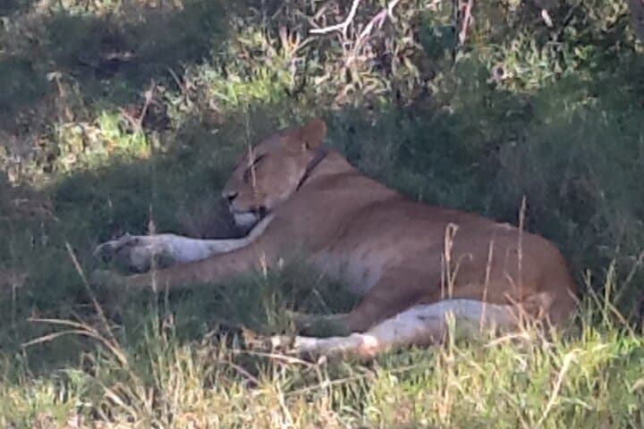 Great Migration safari