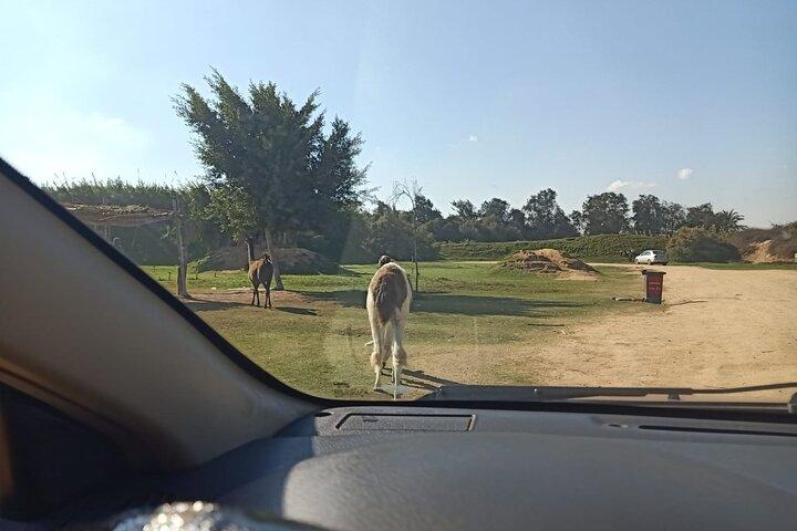 Private Safari Tour To Africano Park Alexandria From Cairo