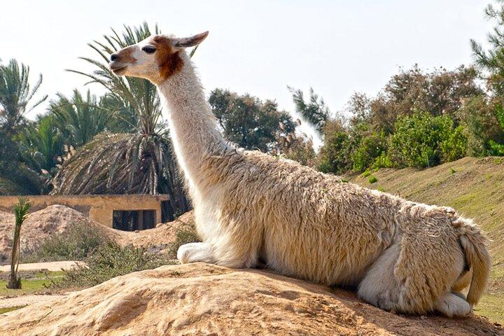 Private Tour to Alexandria Africano Safari Park from Cairo